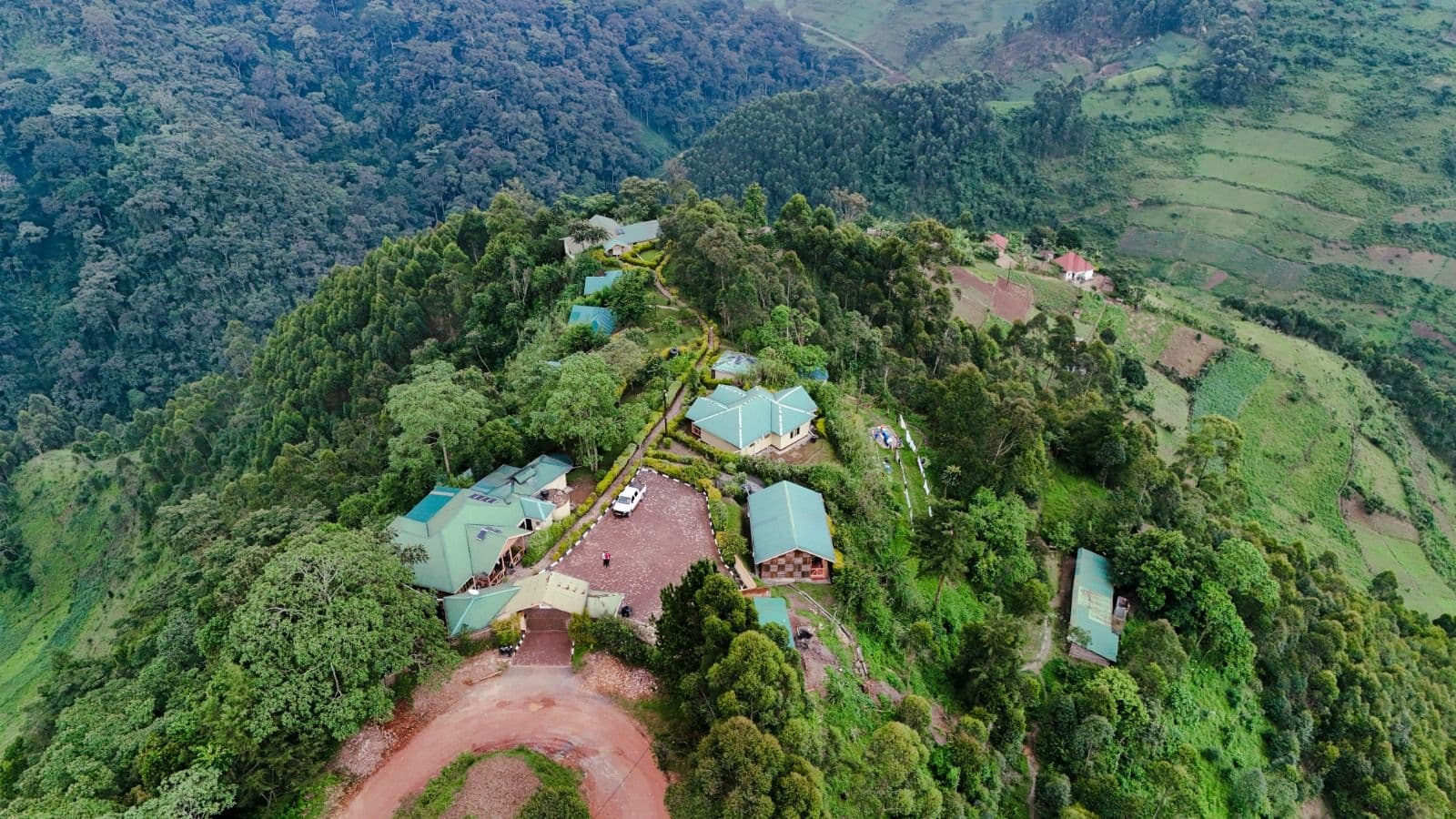 Mountain gorilla in Bwindi Impenetrable Forest